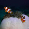 Clownfish